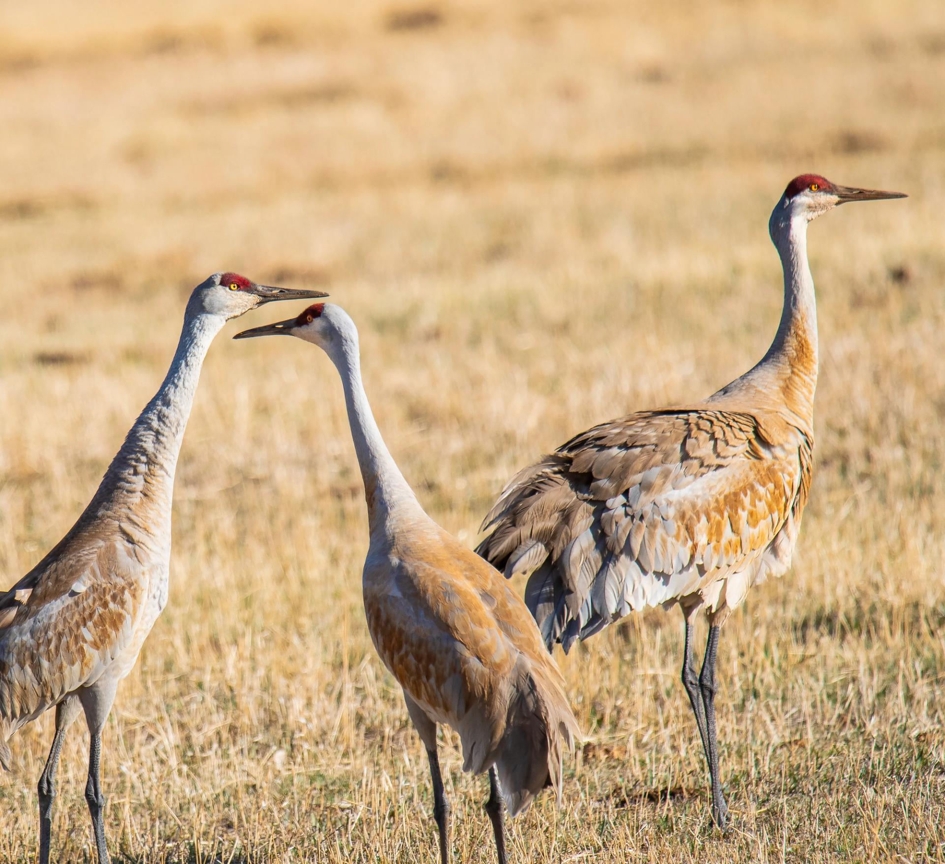 Sandhill Cranes | Photo: Mary Dussell