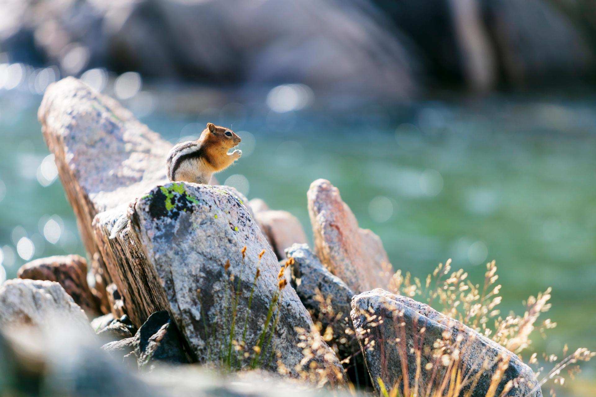 Chipmunk on the river | Photo: Colton Stiffler