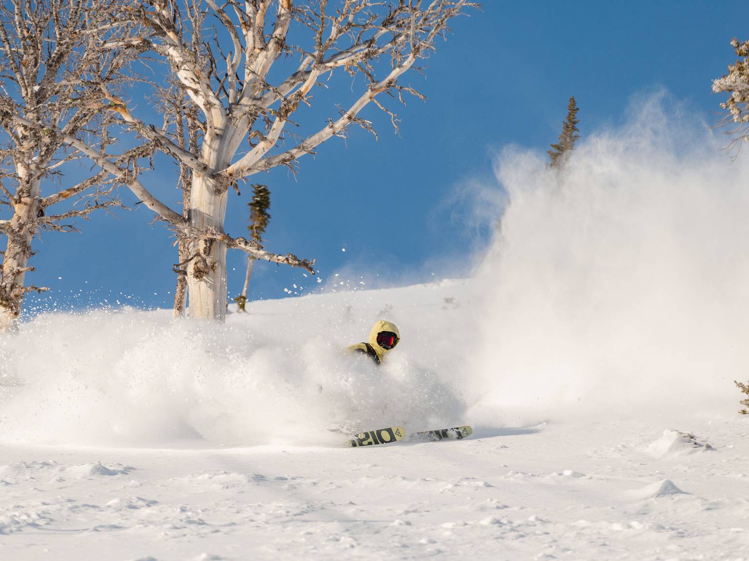 Skier in powder