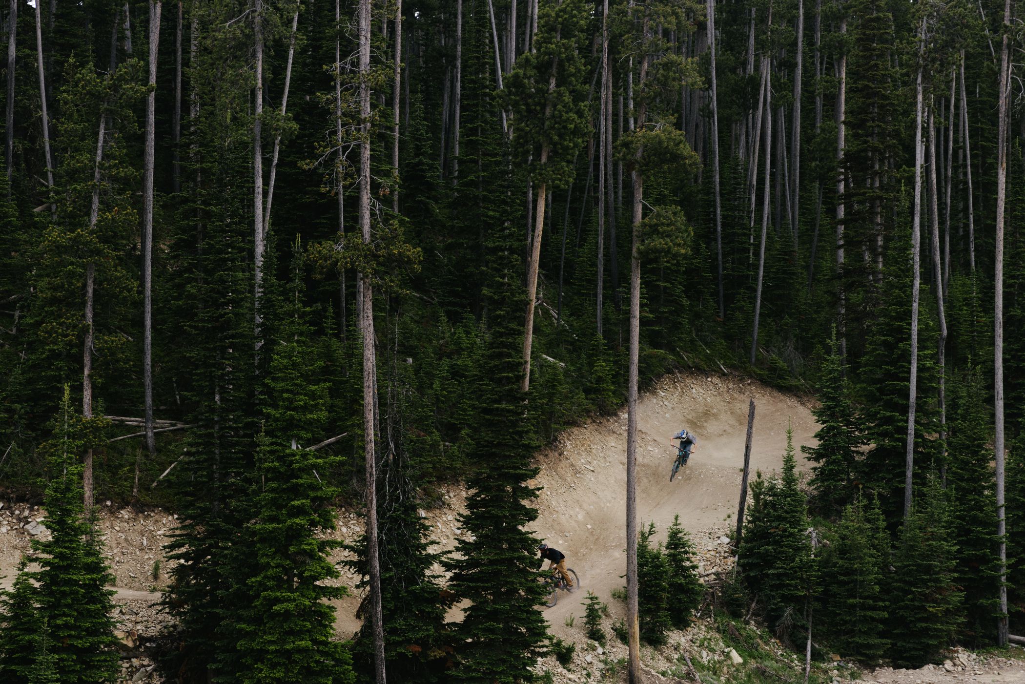 Mountain biker on a trail surrounded by lodgepole pine trees