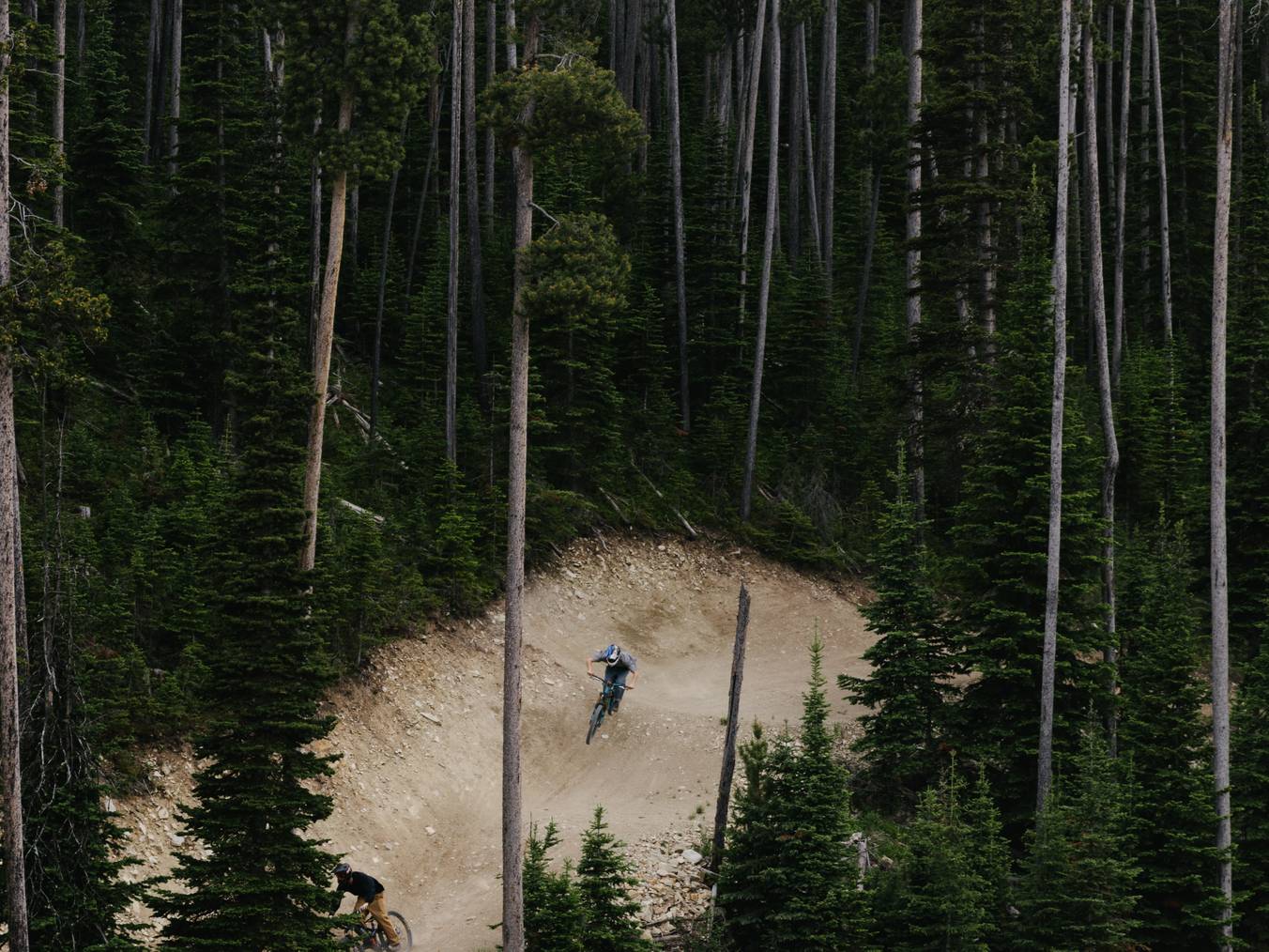 Mountain biker on a trail surrounded by lodgepole pine trees