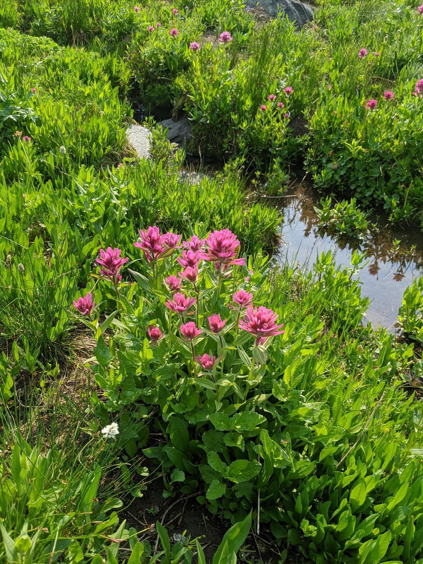 bright pink Indian paintbrush flowers