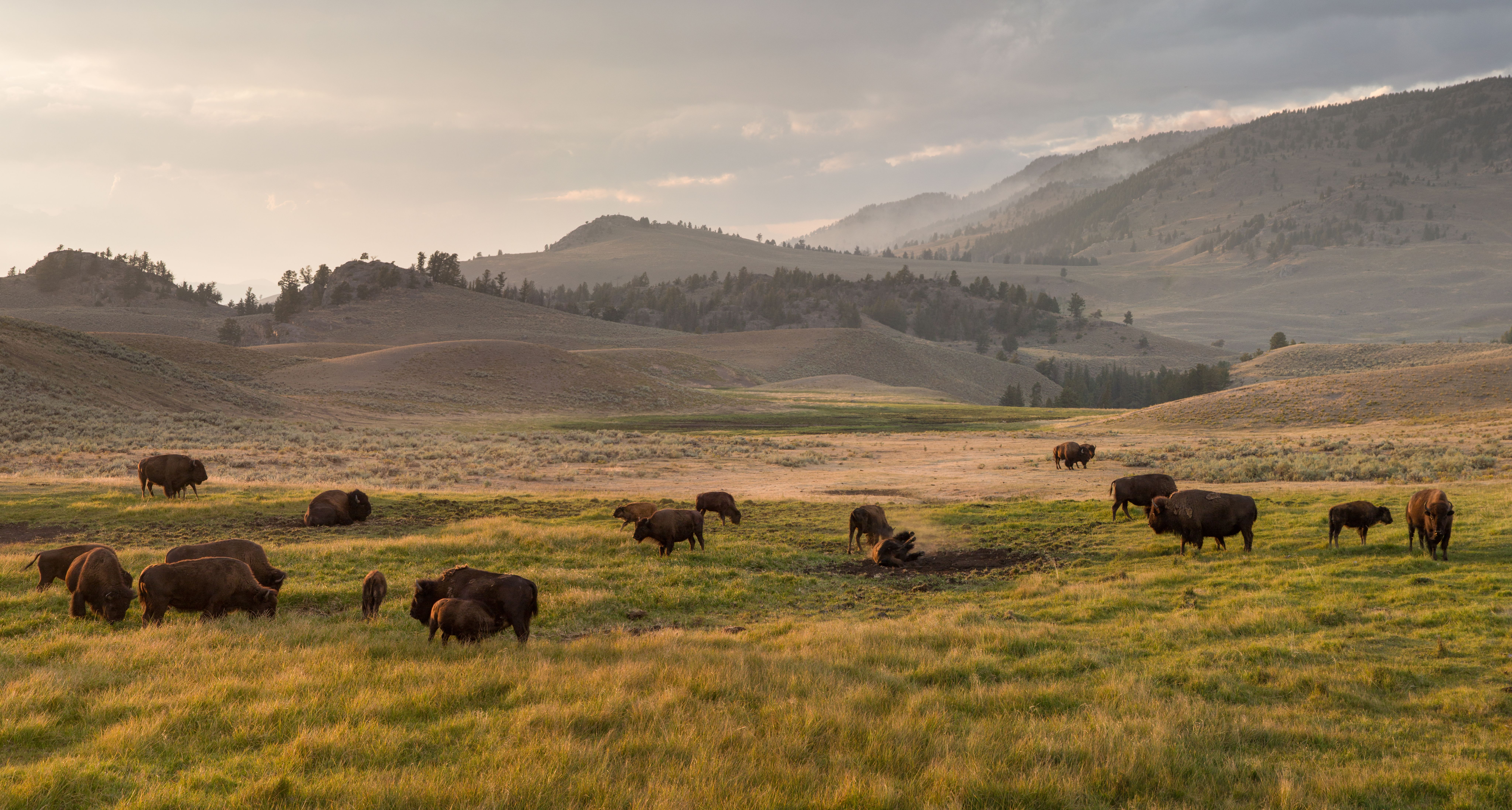 Bison in Yellowstone National Park