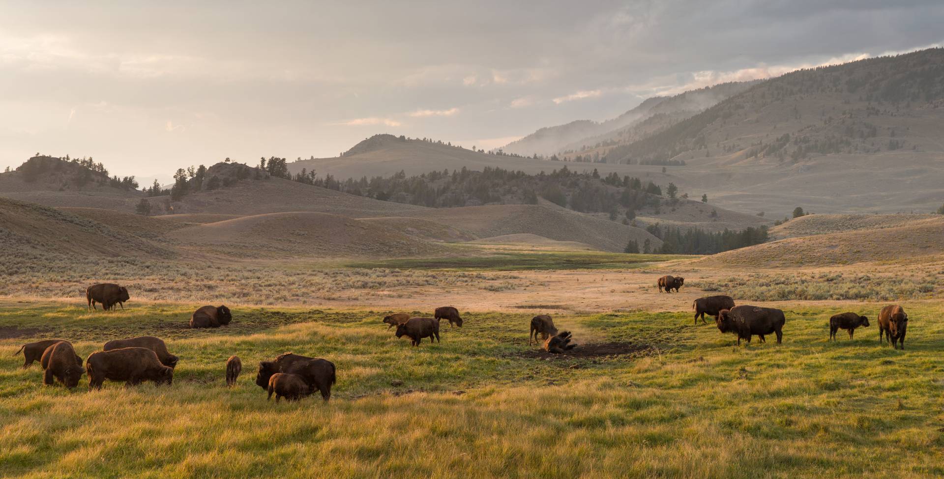Bison in Yellowstone National Park