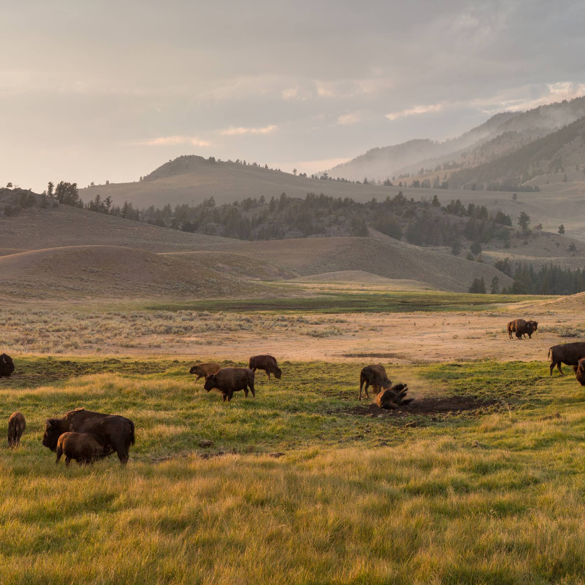 Bison in Yellowstone National Park