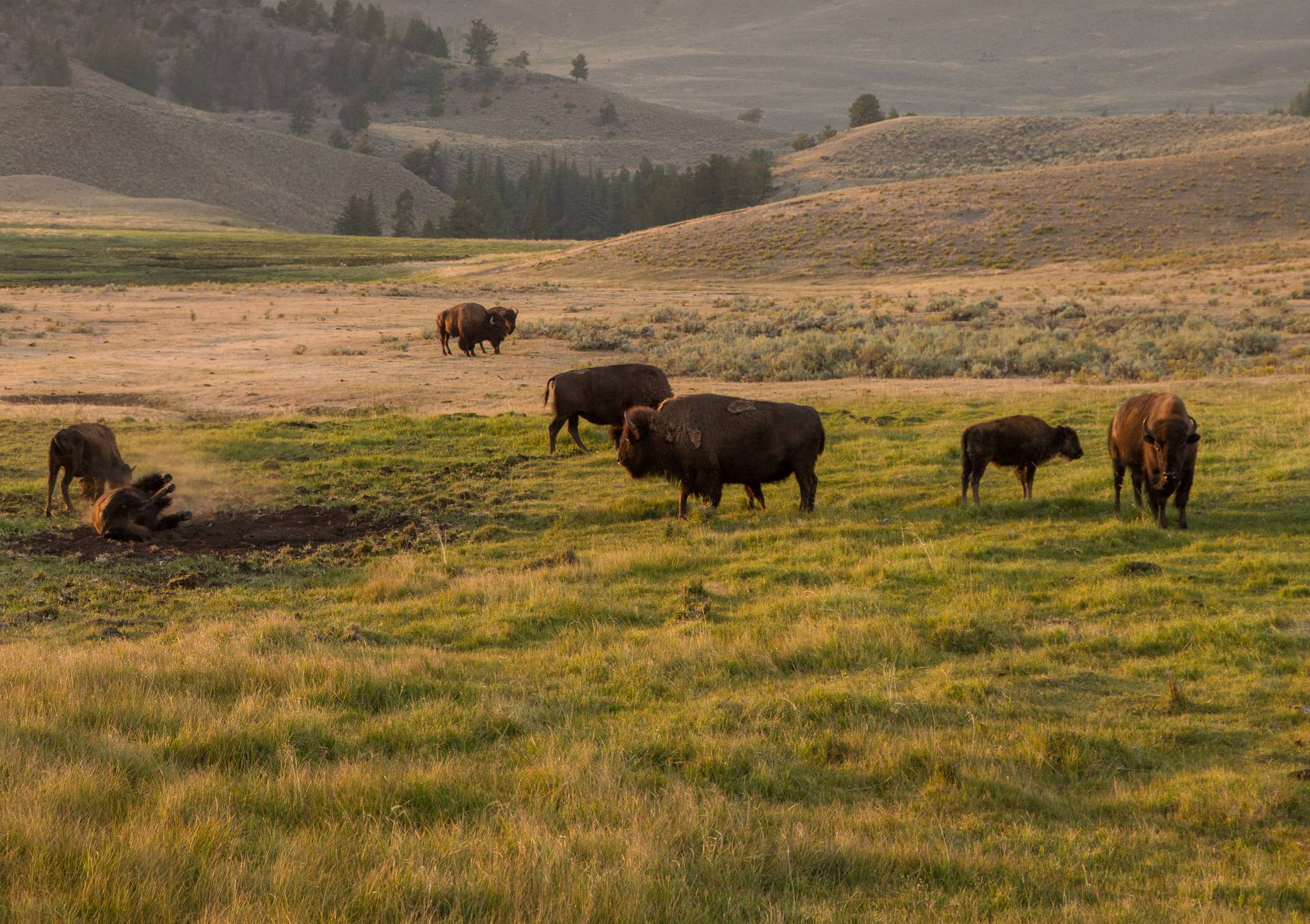 Bison in Yellowstone National Park
