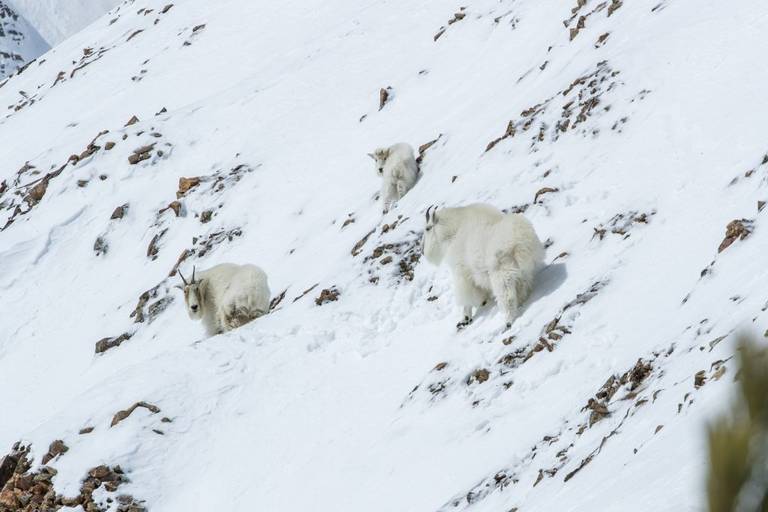 Two adult mountain goats and one kid traverse under the A to Z's