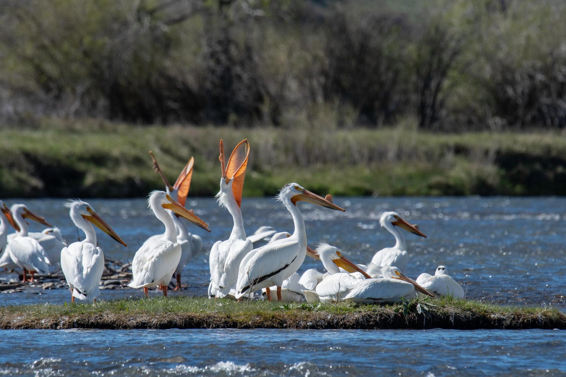 Pelicans | Photo: Mary Dussell