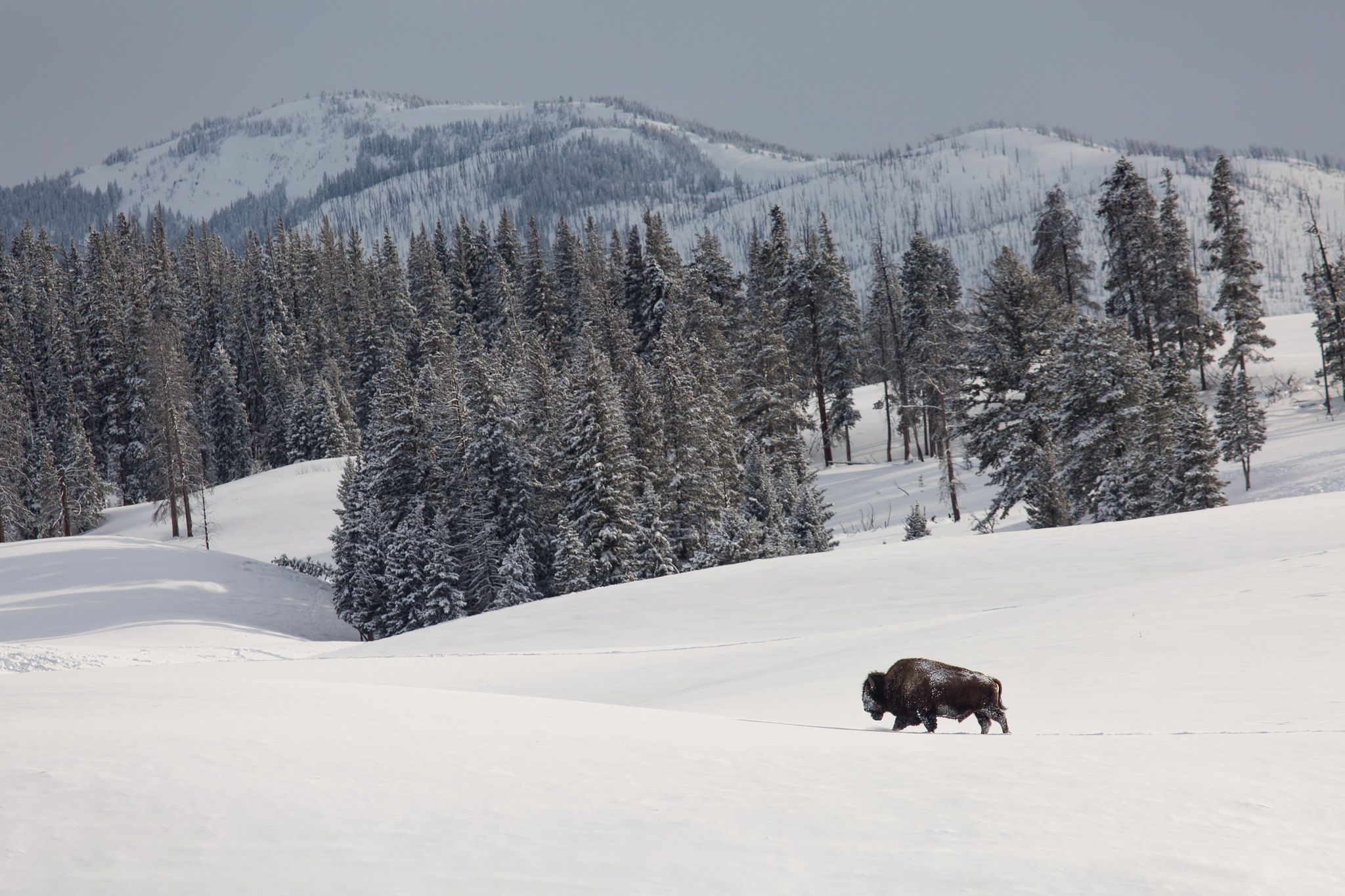 Bull bison walking through a field of snow