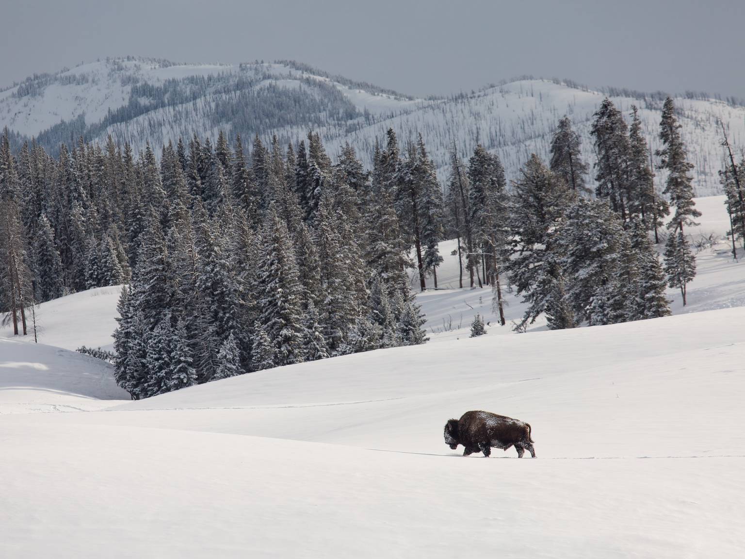 Bull bison walking through a field of snow