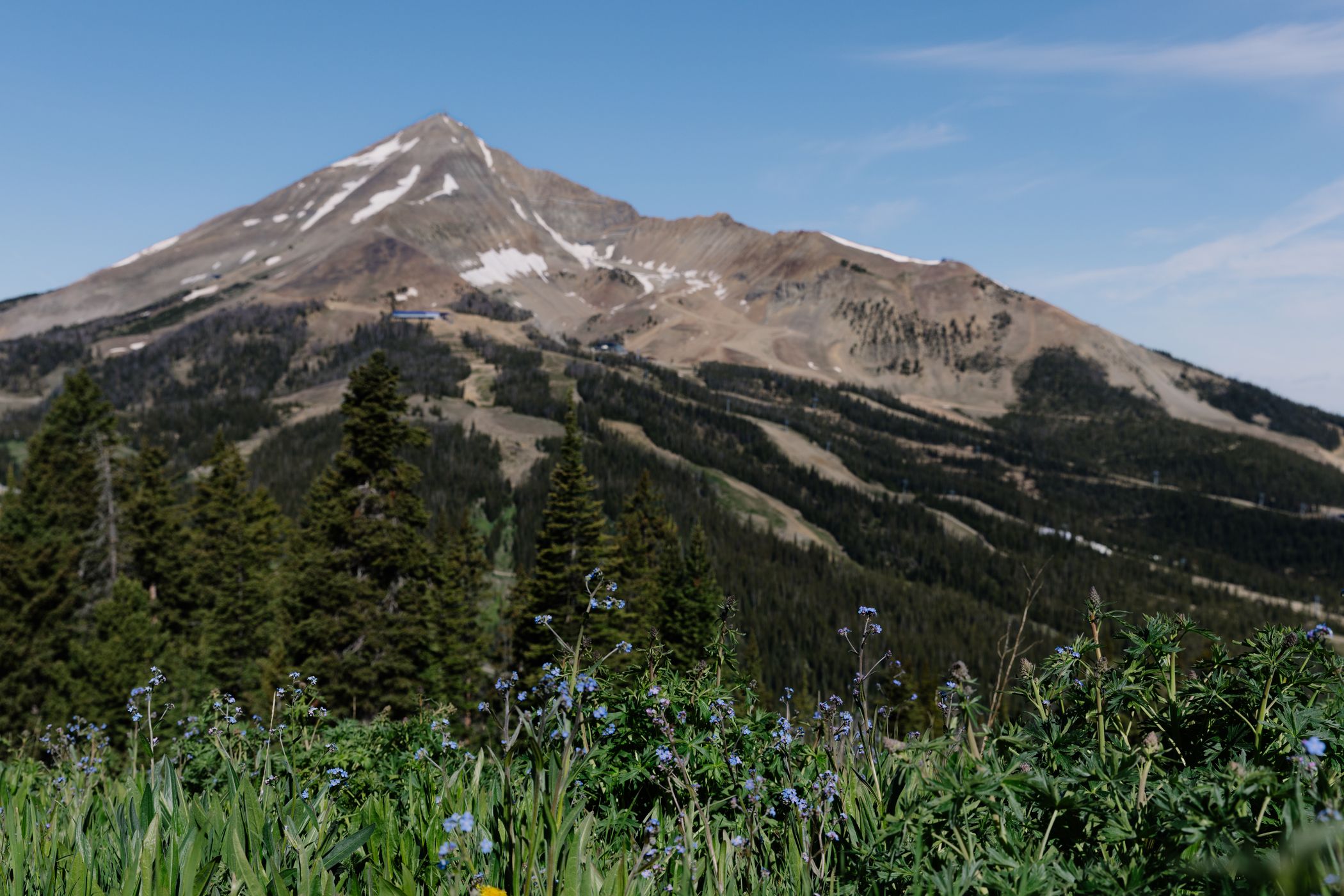 View of Lone Mountain with wildflowers in the foreground