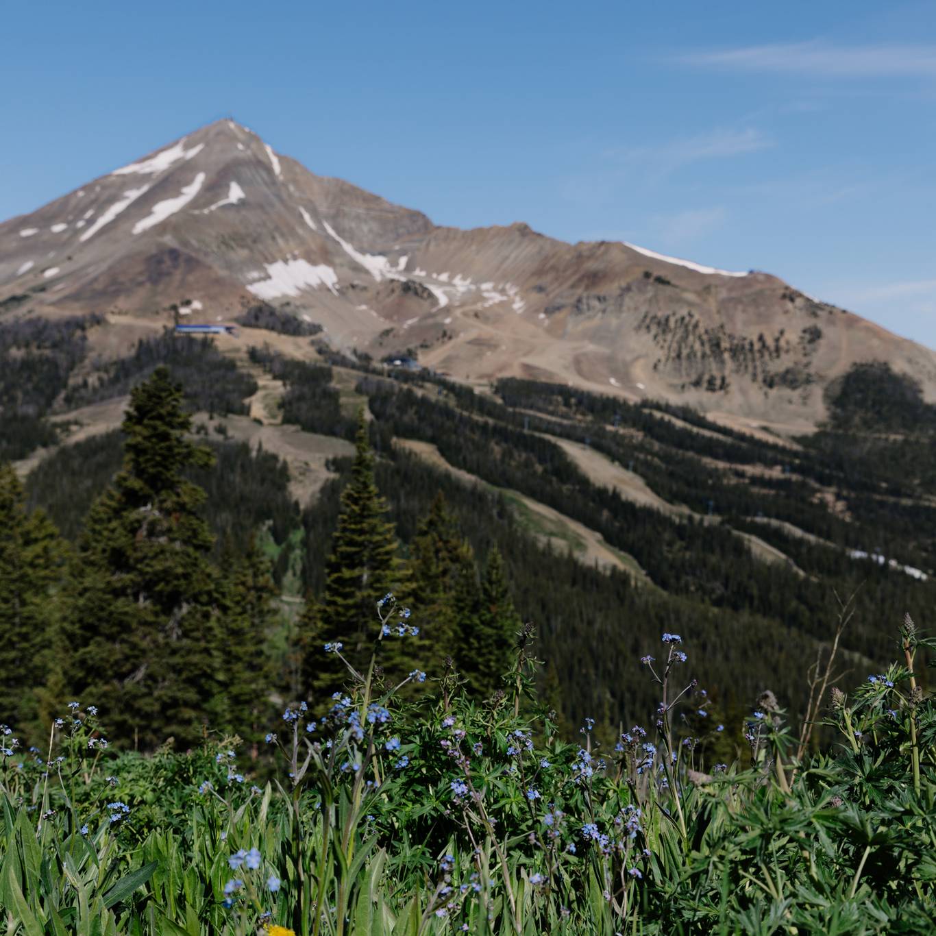 View of Lone Mountain with wildflowers in the foreground