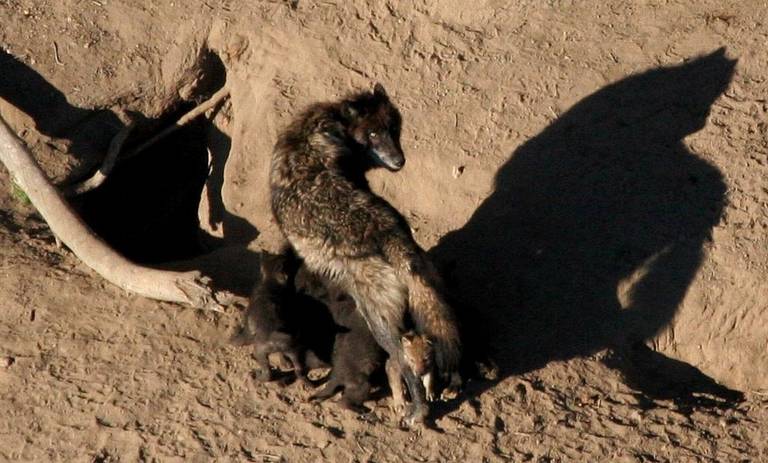 A protective mother stands over her feeding wolf pups