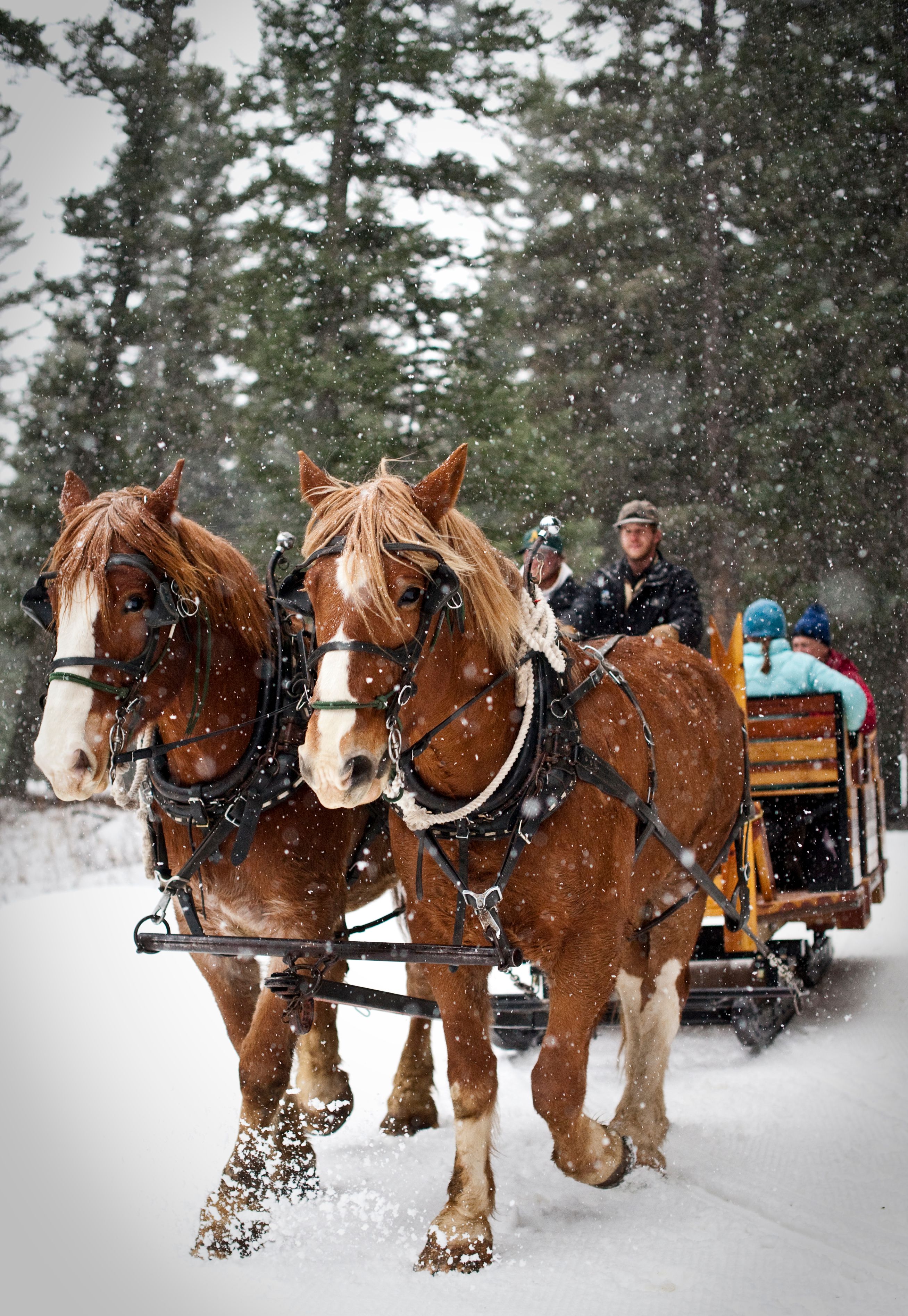Horse-drawn sleigh ride winter dinners in Big Sky, Montana