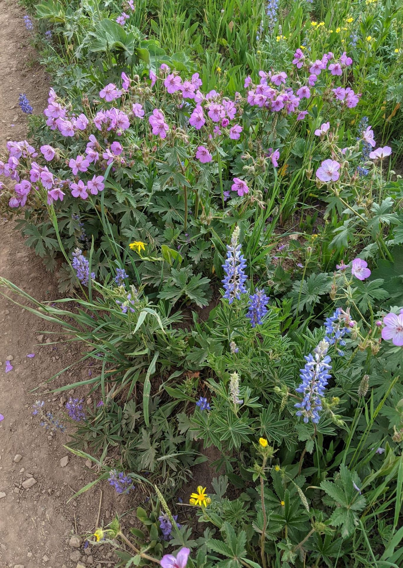 Lupine and pink monkey flower bunches