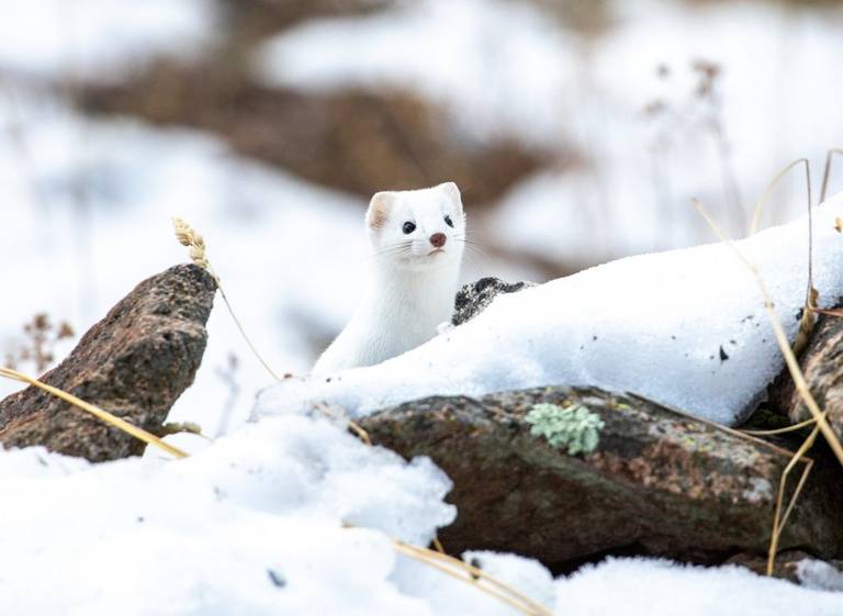 a white ermine kit pops it's head above a rock in the winter