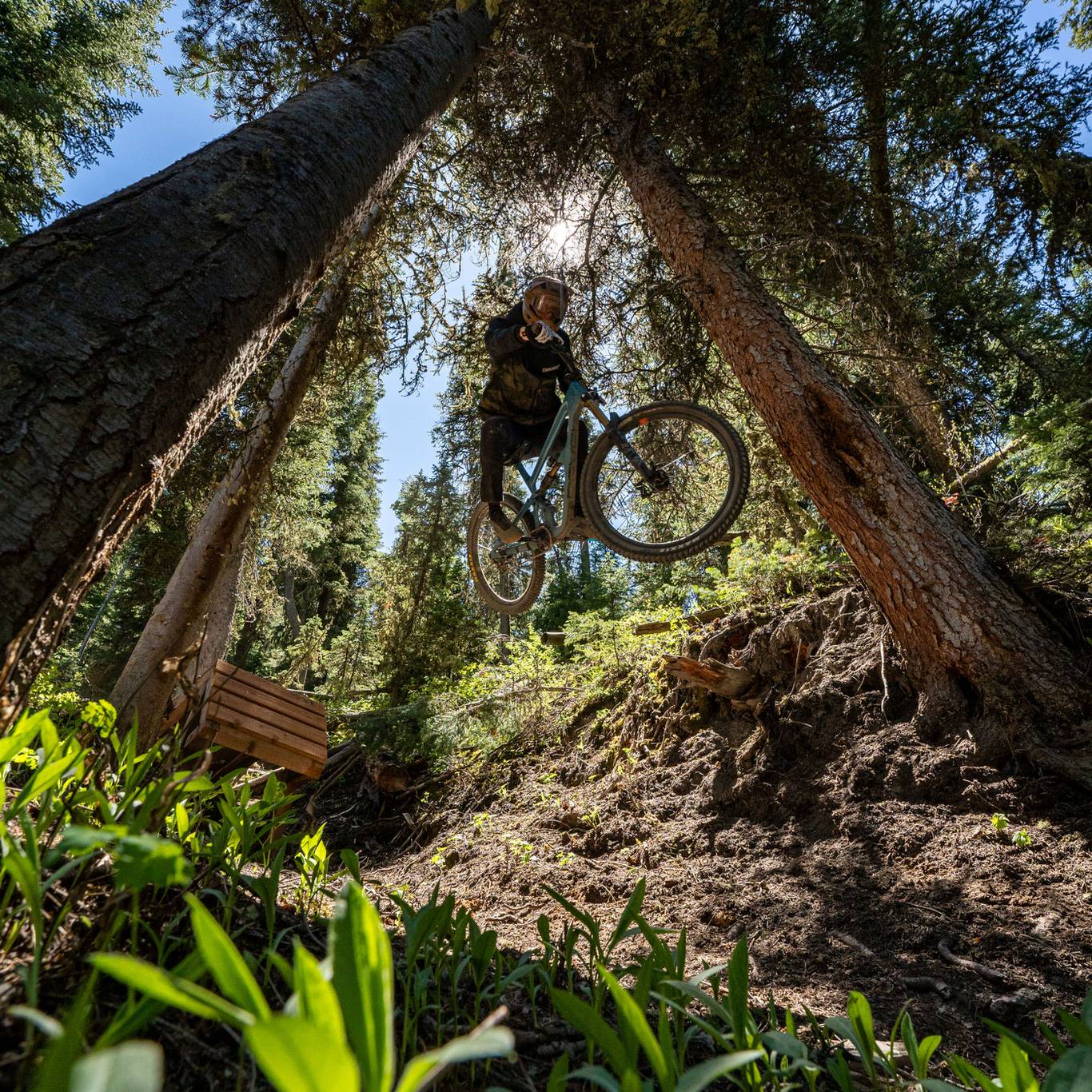 Mountain biker going off a jump in the trees
