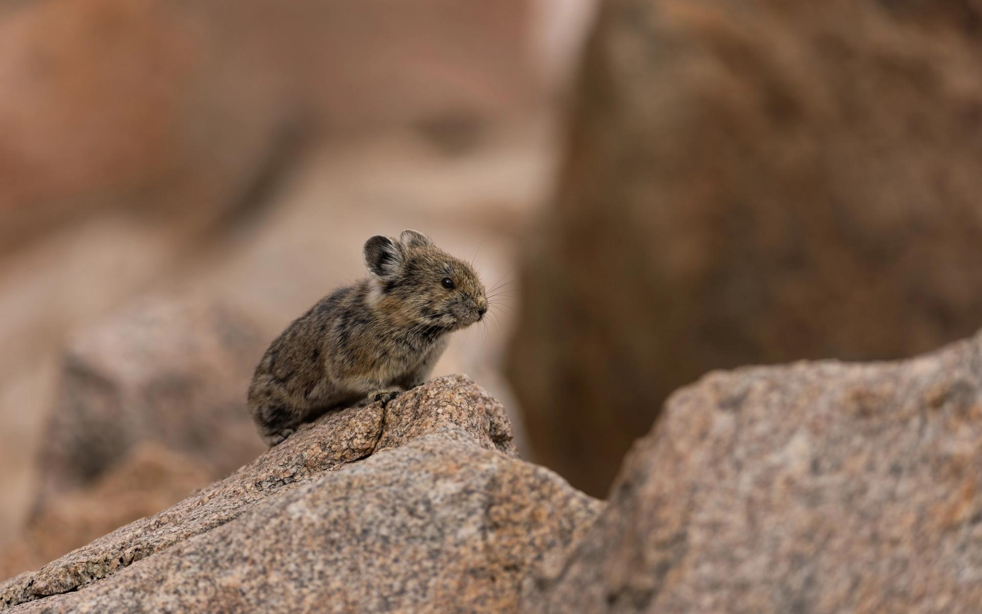 Pika | Photo: Delaney Coveno