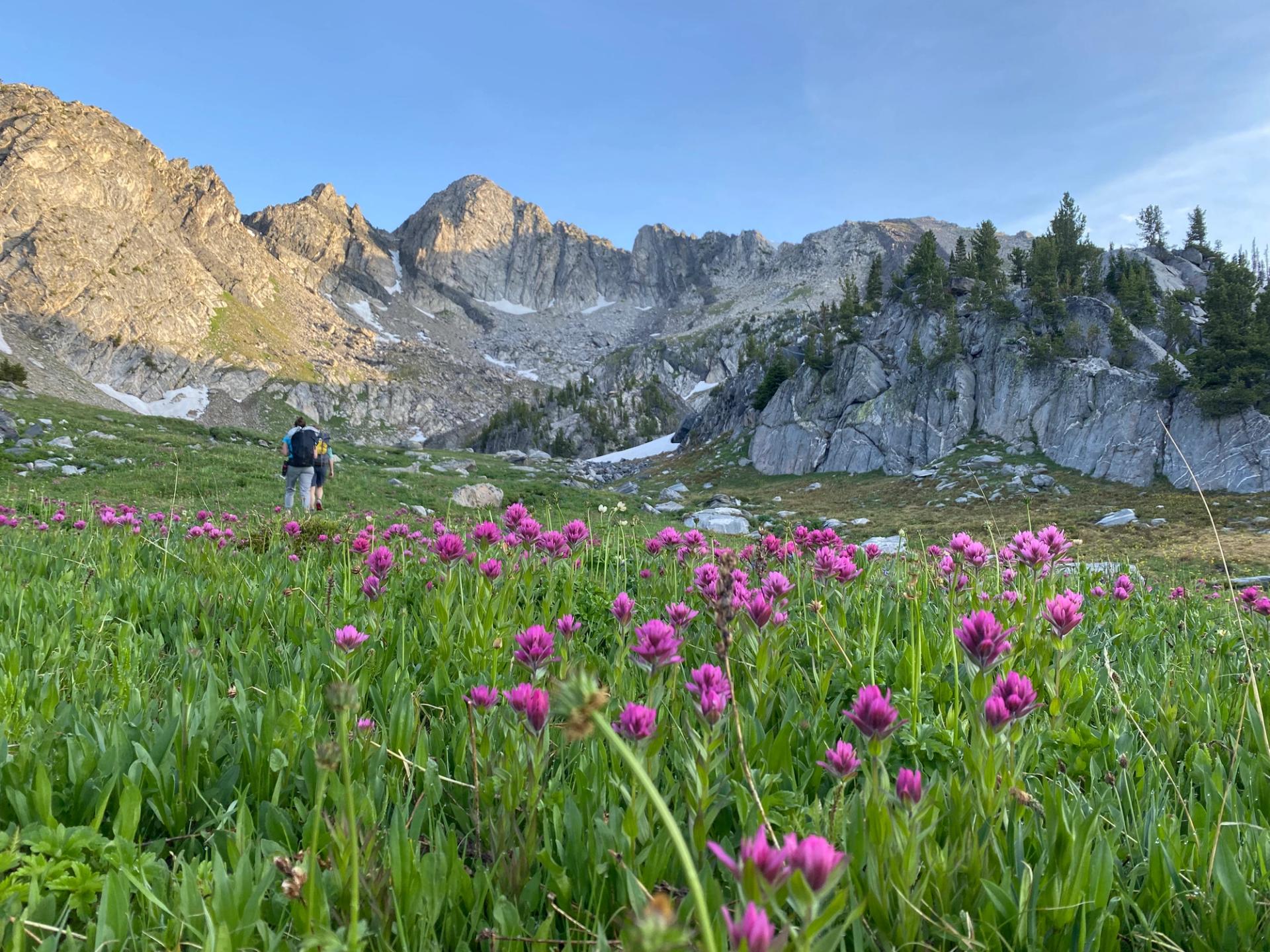 Two people walk in a field of pink Indian paintbrushes