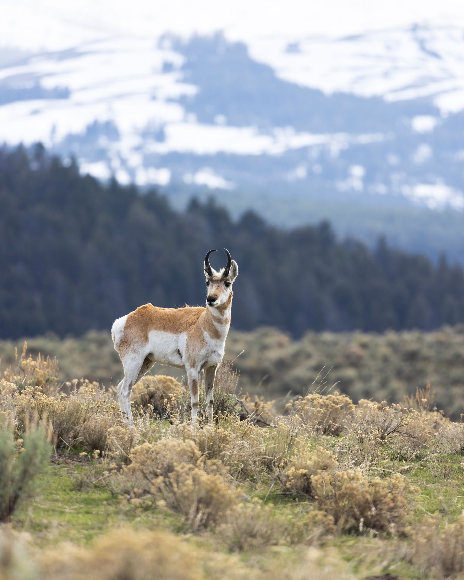 Pronghorn | Photo: Chrissy Shammas