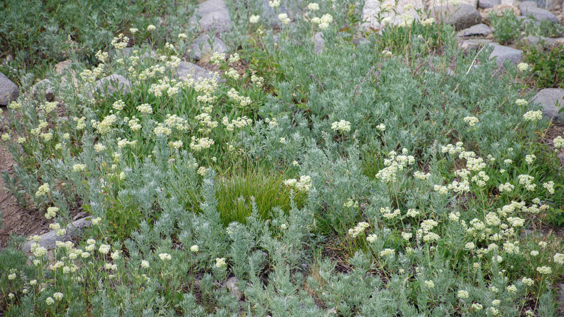 Flowers along the hike at the Wildflower Festival at Brighton