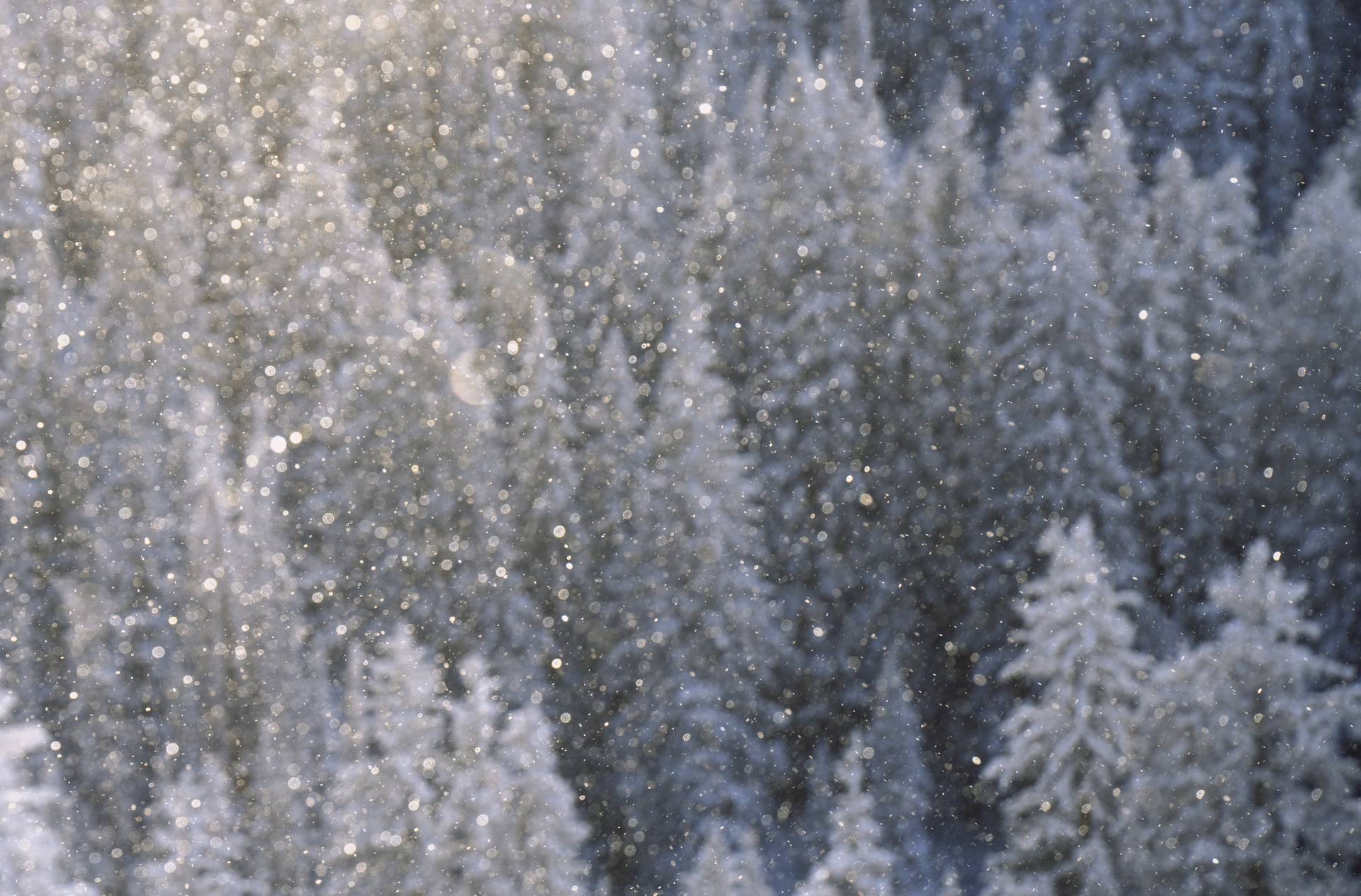 Scenic snow aerial view of trees