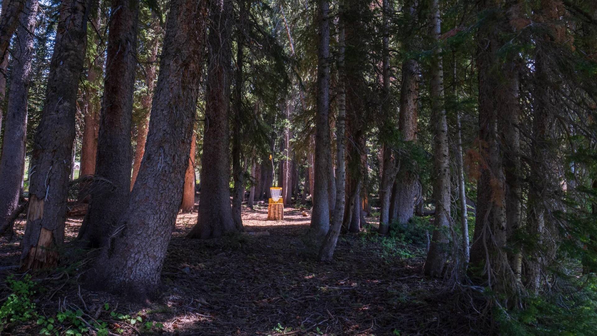 Disc Golf basket at Brighton Resort in the summer in Utah
