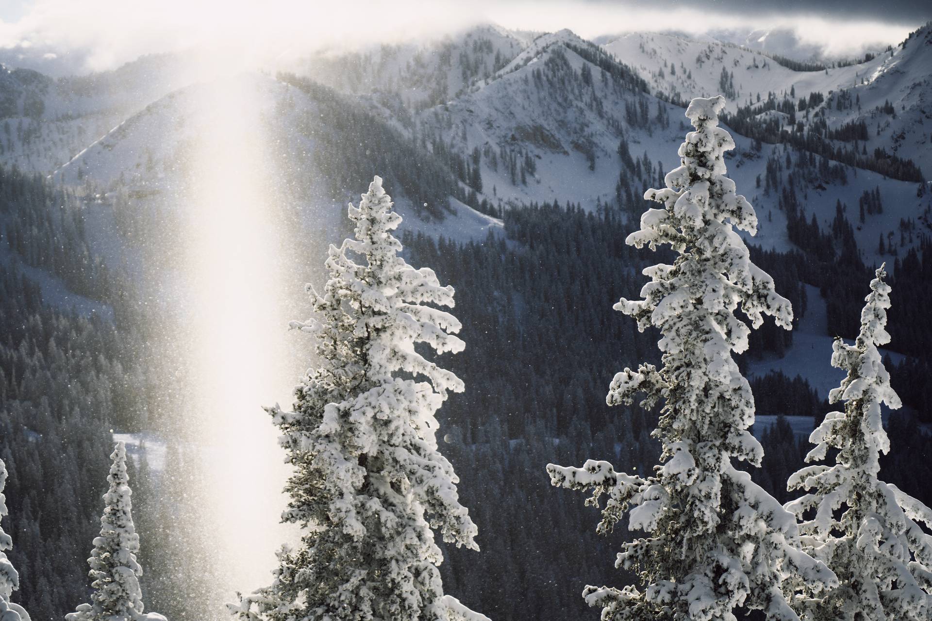 Aerial view of scenic trees