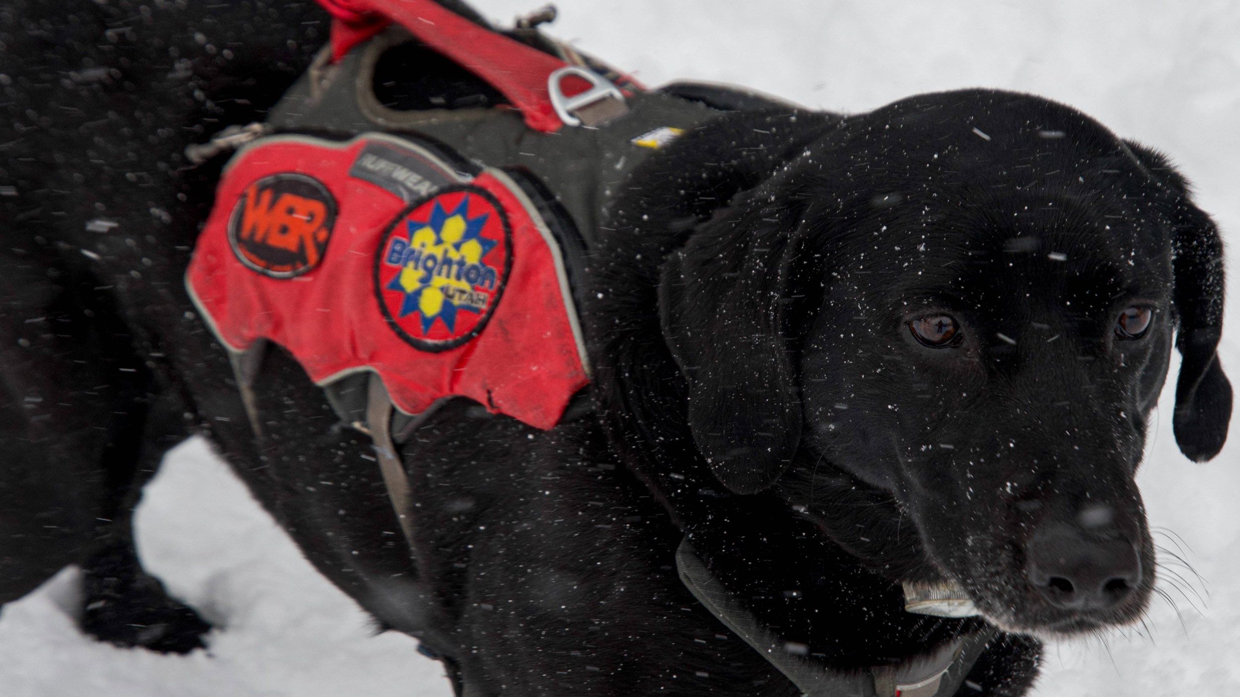 Avy dog with Brighton Ski Patrol