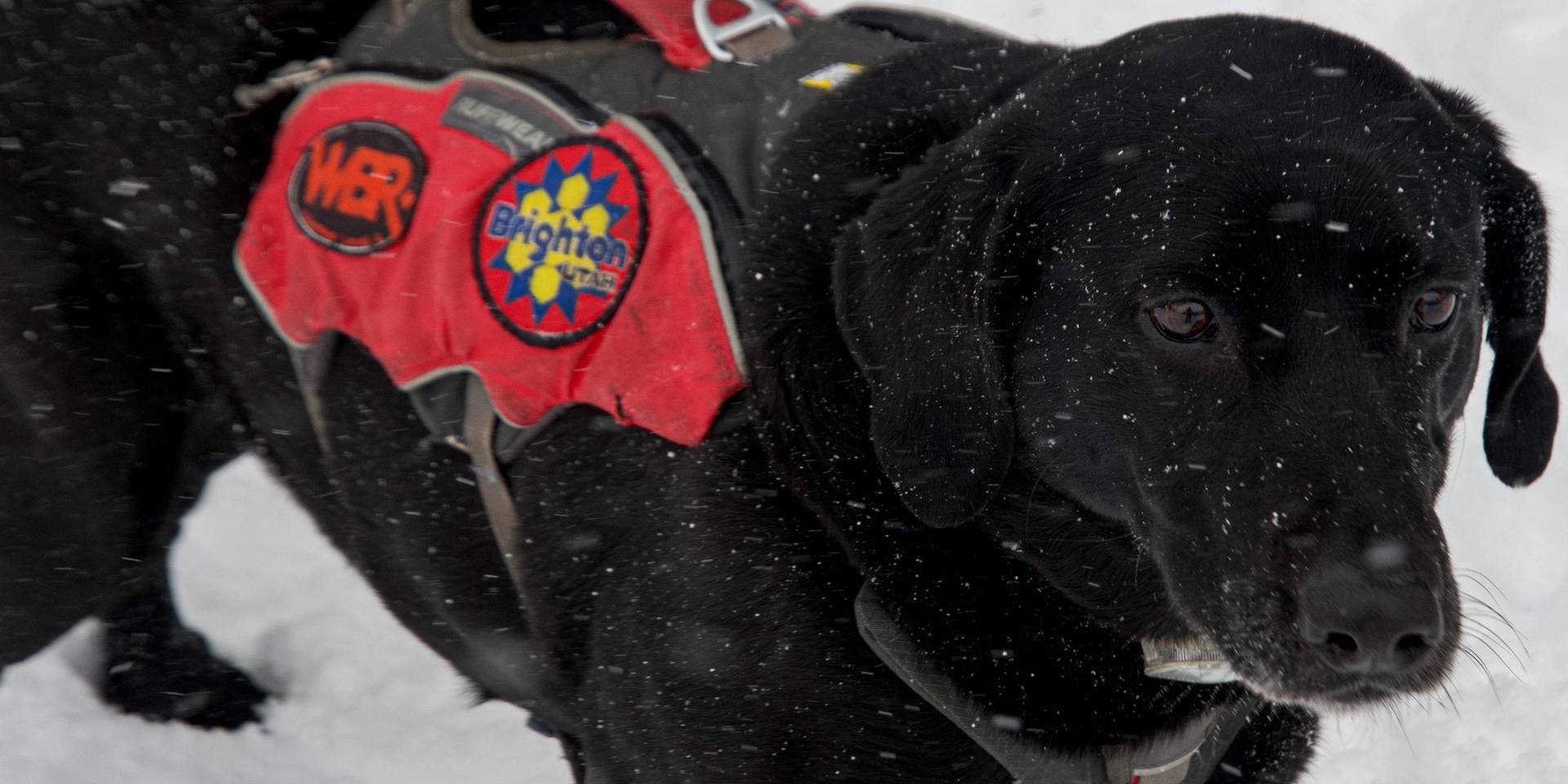 Avy dog with Brighton Ski Patrol