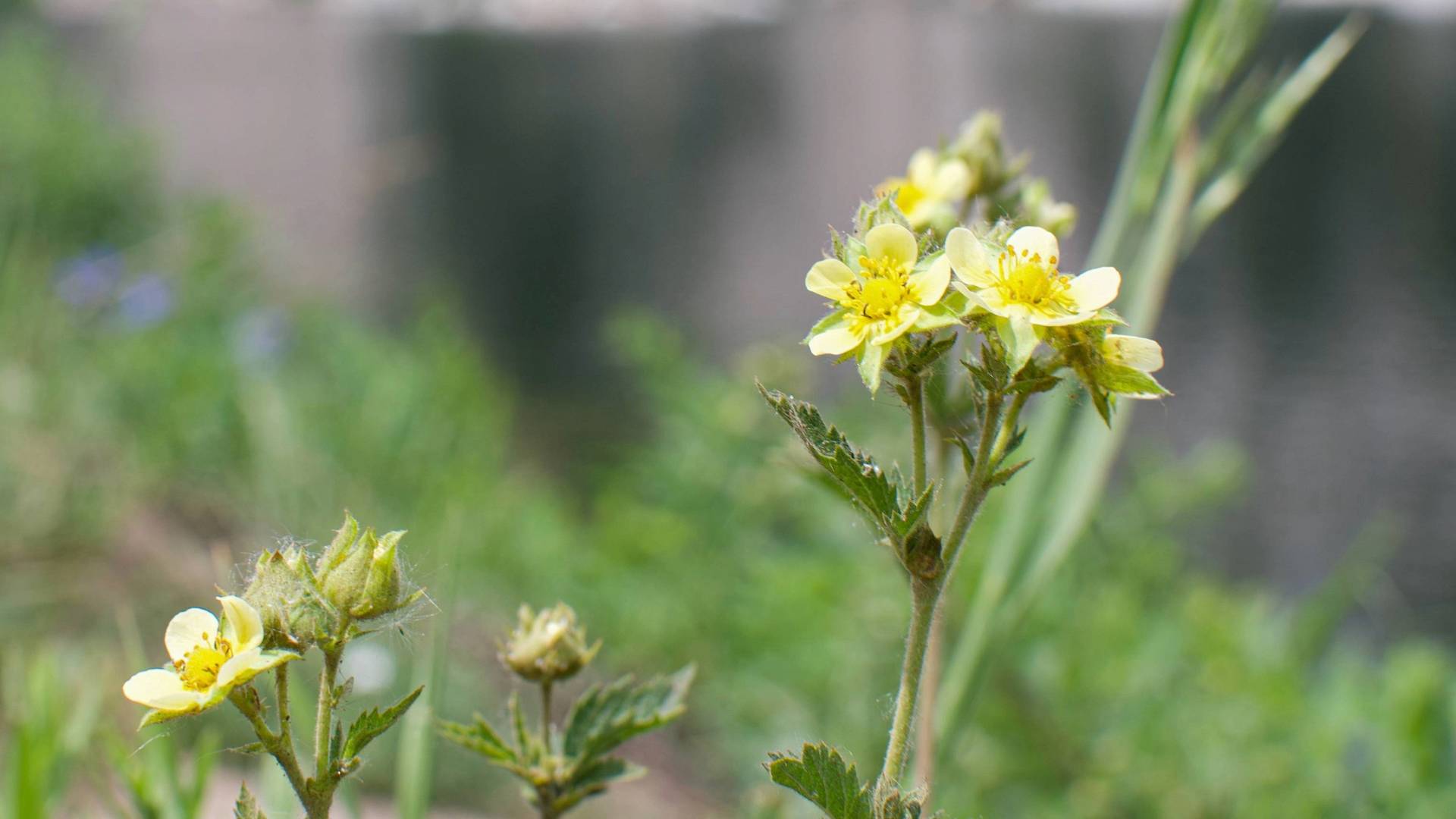 Flower on the Wildflower Festival hike