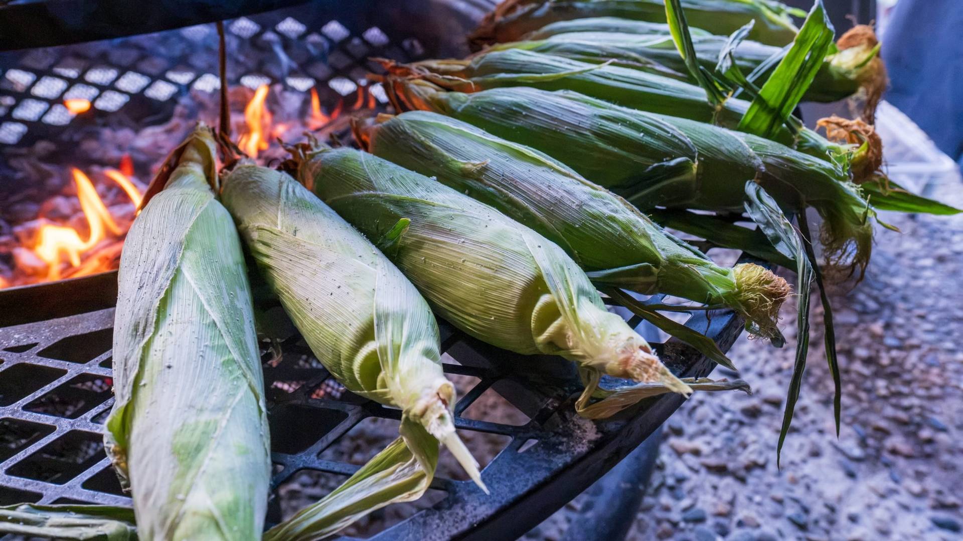 Roasted corn at the campfire cookout at Brighton Resort in the summer time in Utah