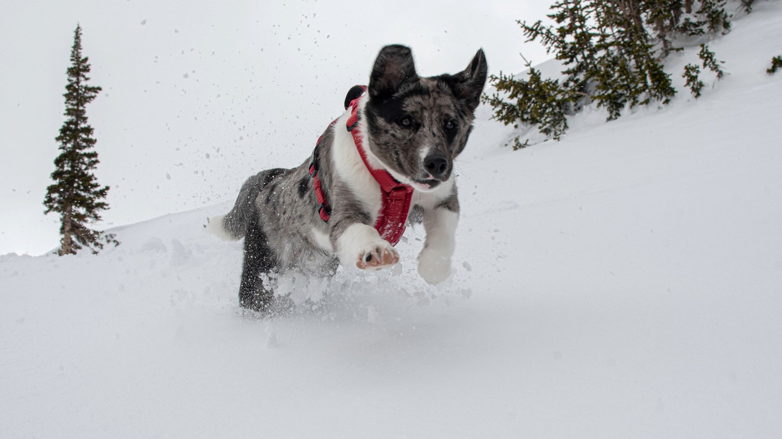 Avy dog with Brighton Ski Patrol