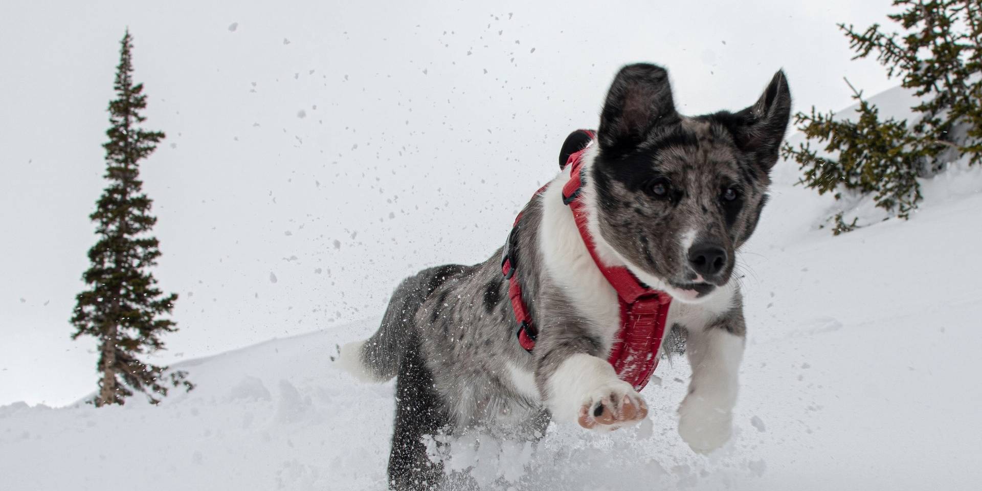Avy dog with Brighton Ski Patrol