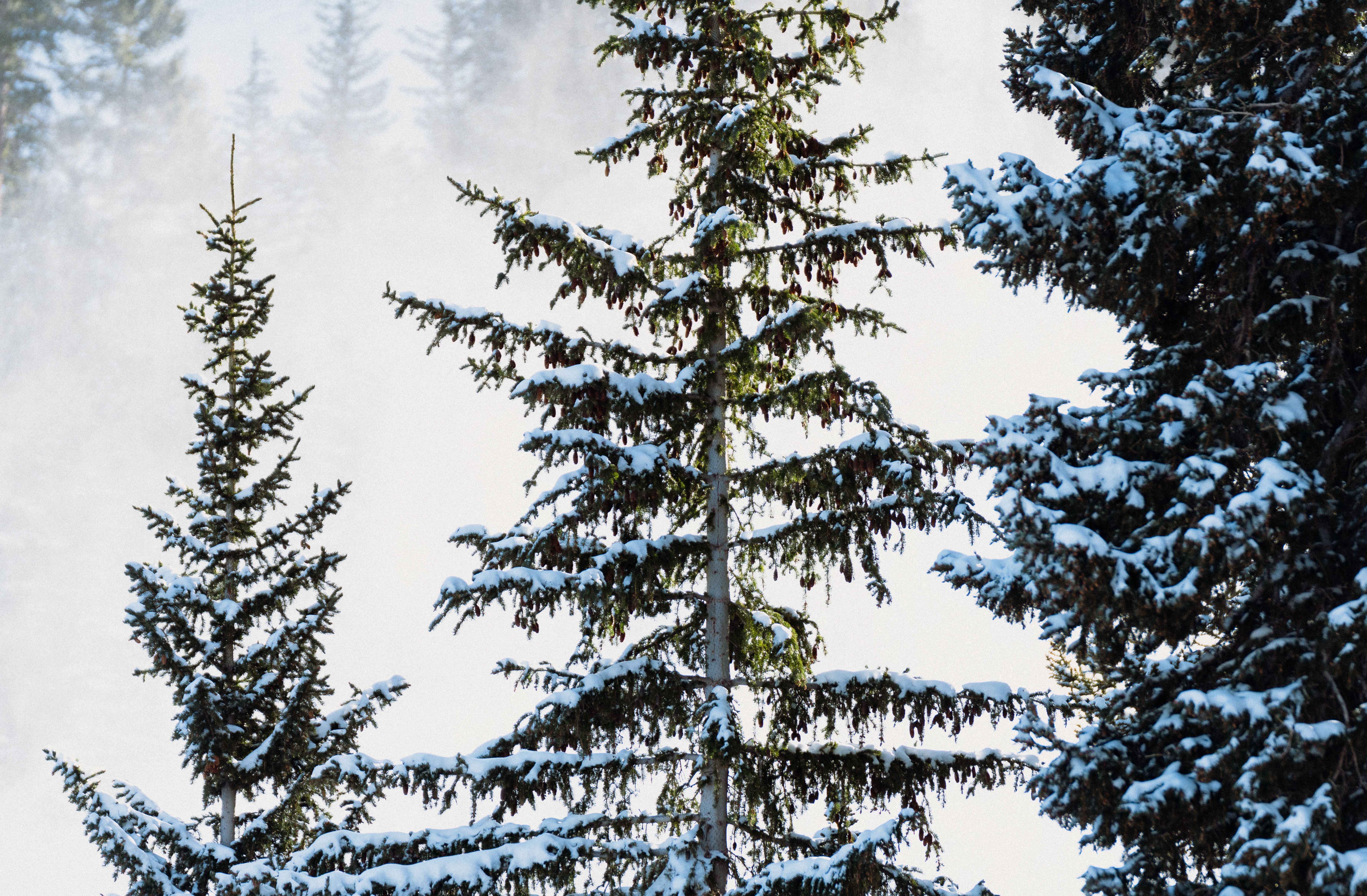Trees in the Wasatch during the winter season