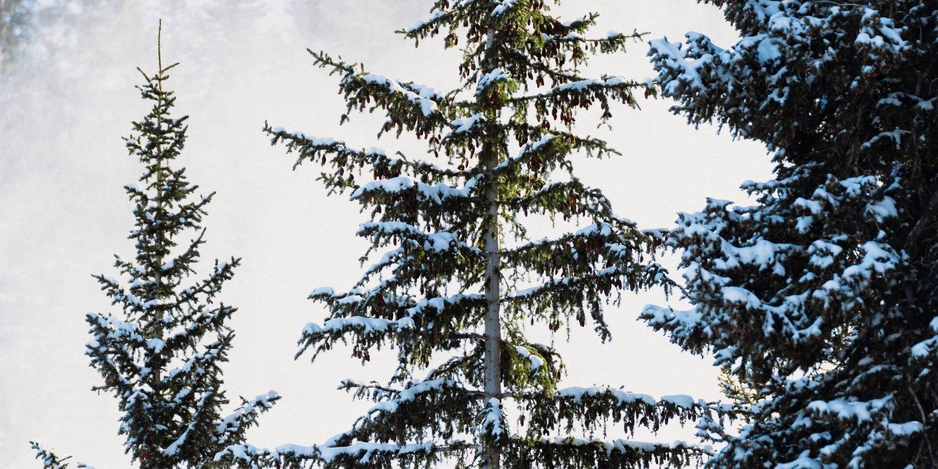 Trees in the Wasatch during the winter season