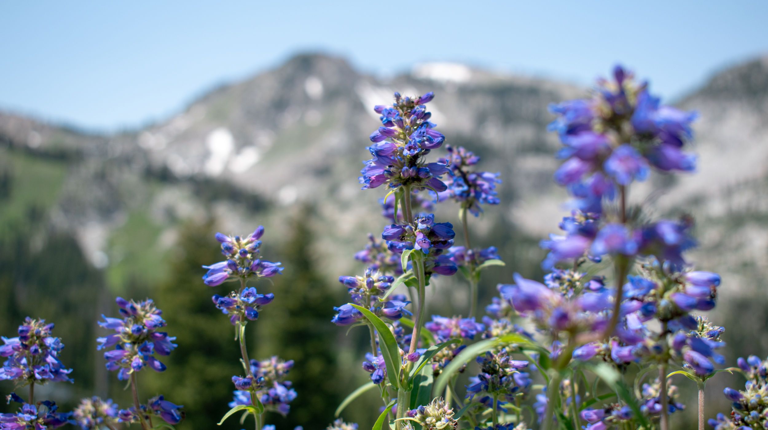 Scenic view of wildflowers in the Wasatch at Brighton Resort