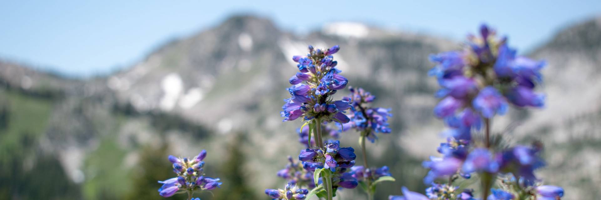 Scenic view of wildflowers in the Wasatch at Brighton Resort