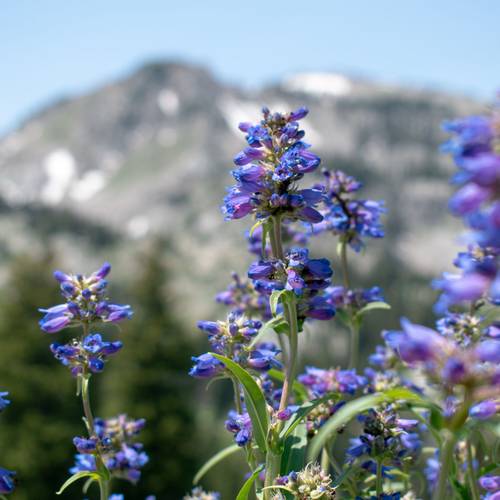 Scenic view of wildflowers in the Wasatch at Brighton Resort