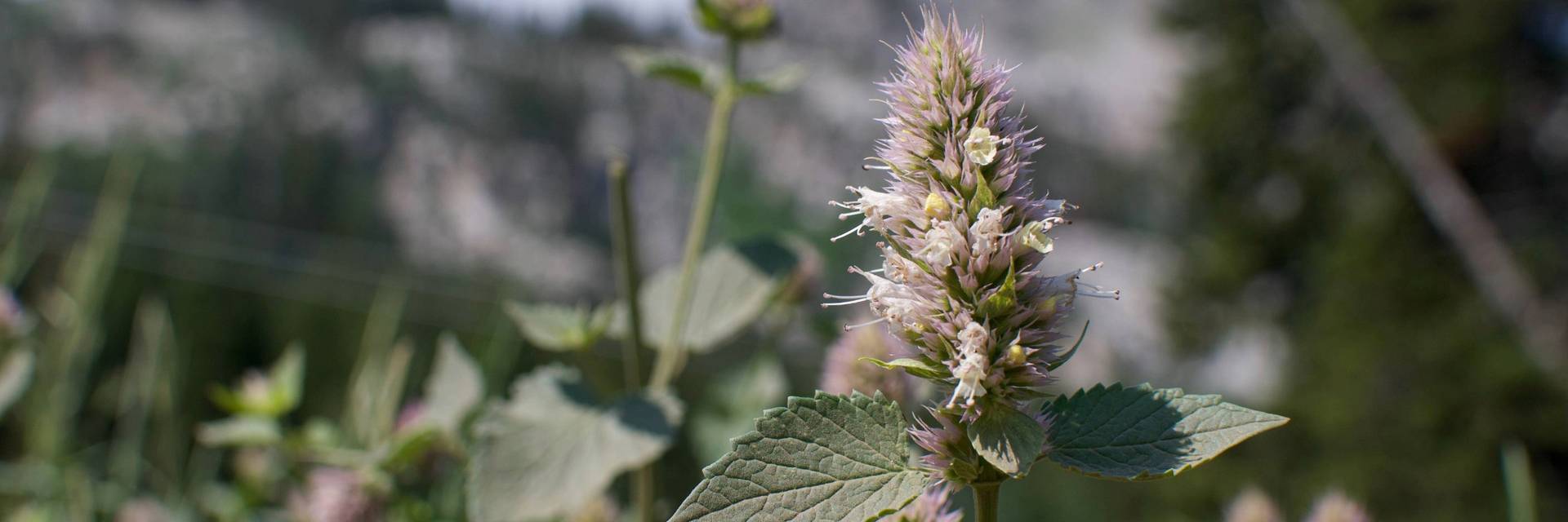 Wildflower Festival at Brighton Resort in the summer