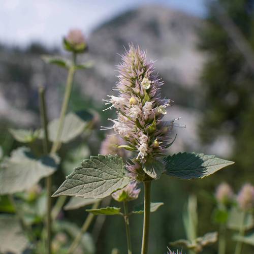 Wildflower Festival at Brighton Resort in the summer