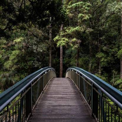 A bridge in a forest