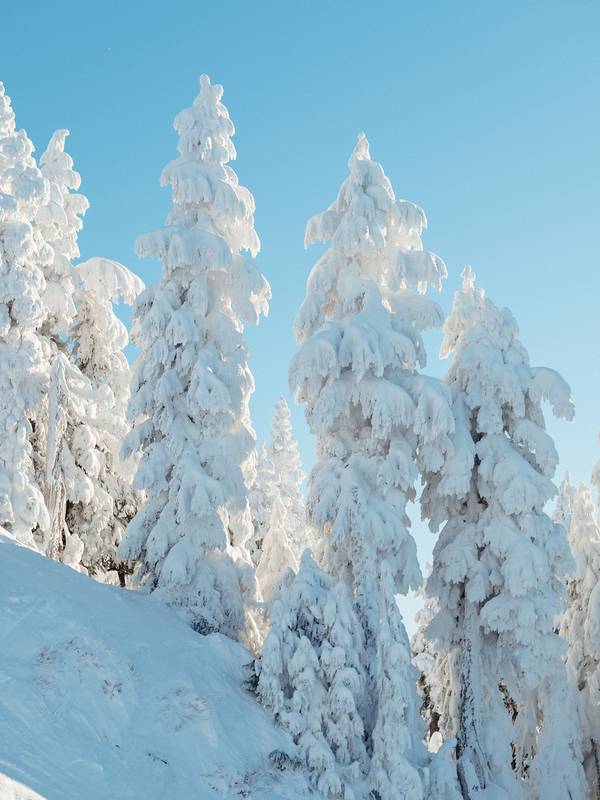 Snow covered evergreen trees.