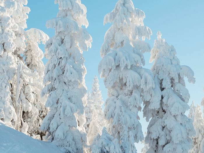 Snow covered evergreen trees.