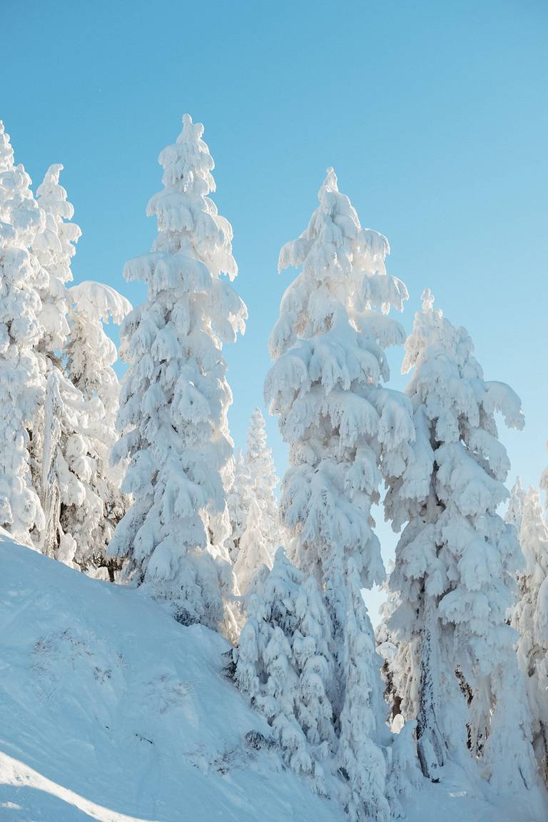 Snow covered trees on a bluebird day.