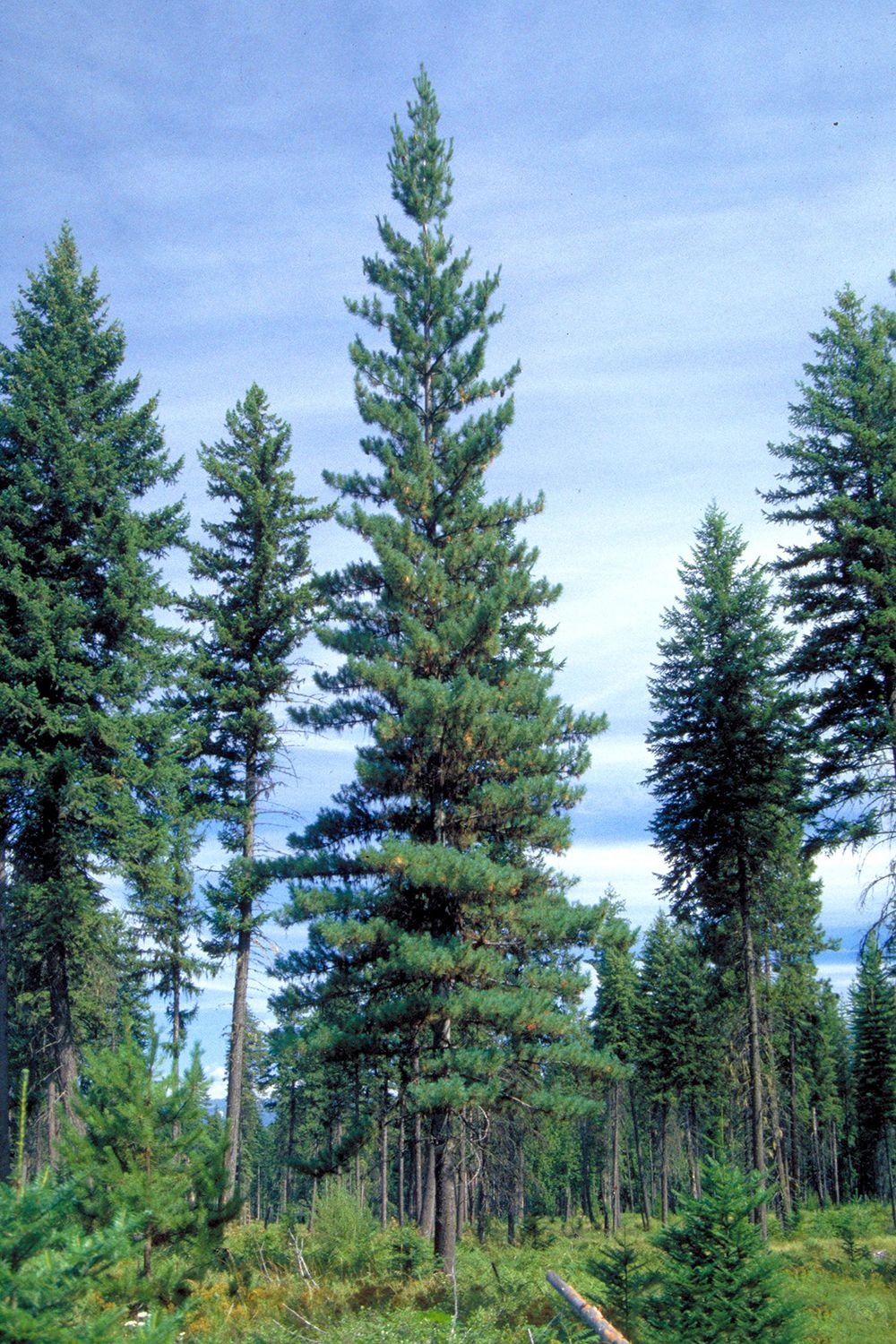 Western White Pine
