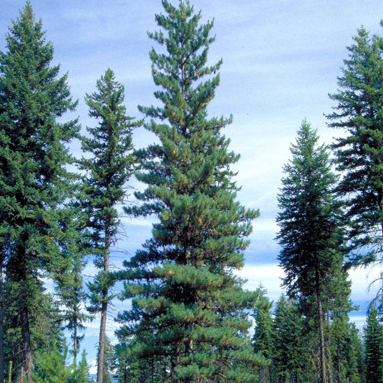 Western White Pine