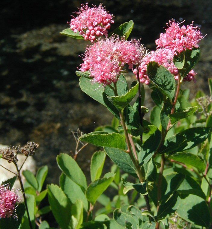 Mountain Spirea