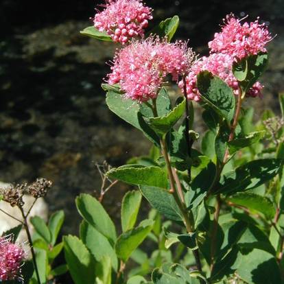 Mountain Spirea