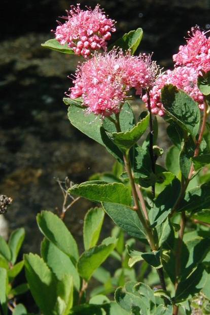 Mountain Spirea